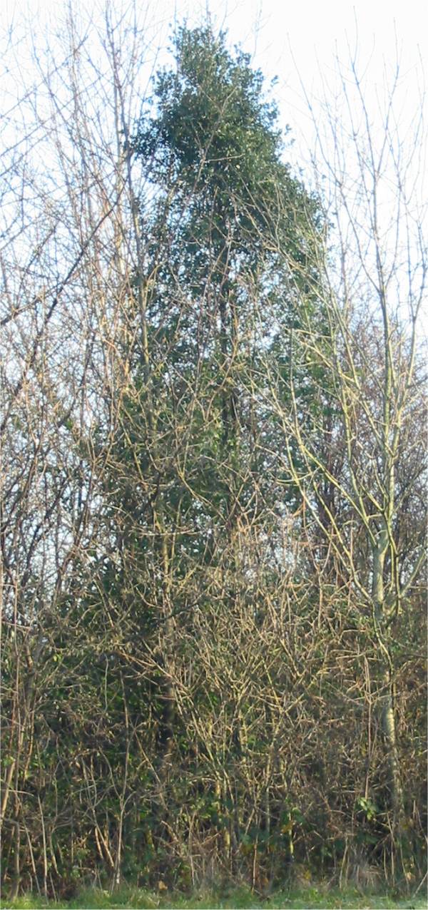 Howardian Local Nature Reserve Holm or Holly Oak