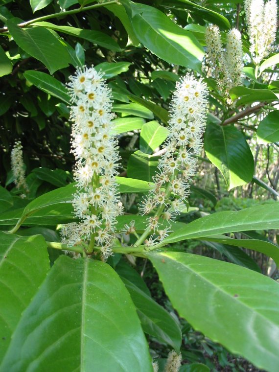 Howardian Local Nature Reserve Cherry Laurel flower