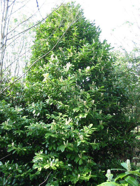 Howardian Local Nature Reserve Cherry Laurel