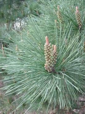 Monterey Pine
  Flower