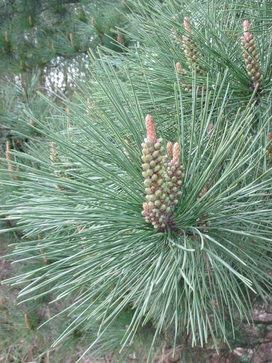 Howardian Local Nature Reserve Monterey Pine fruit