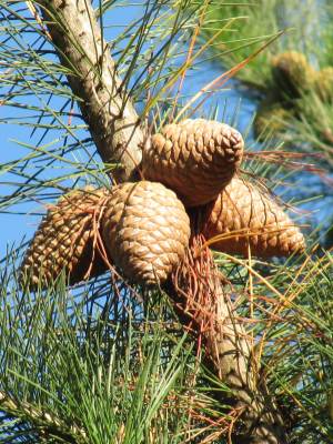 Monterey Pine
  cone