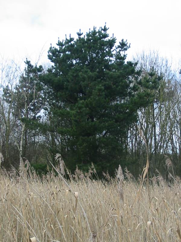 Howardian Local Nature Reserve Monterey Pine fruit
