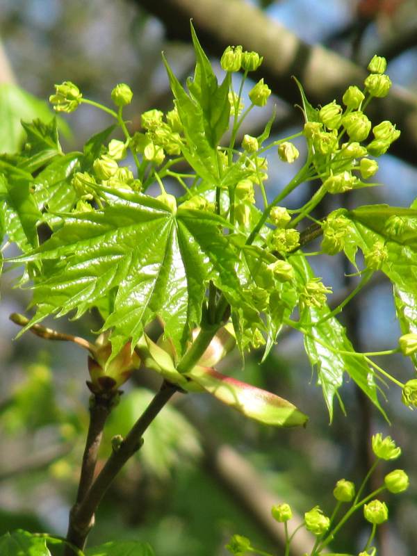 Howardian Local Nature Reserve Norway Maple