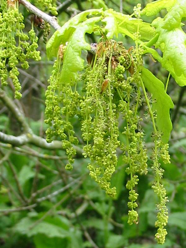 Howardian Local Nature Reserve
  Common Oak flower