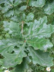 Common Oak leaf