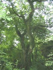 Common Oak