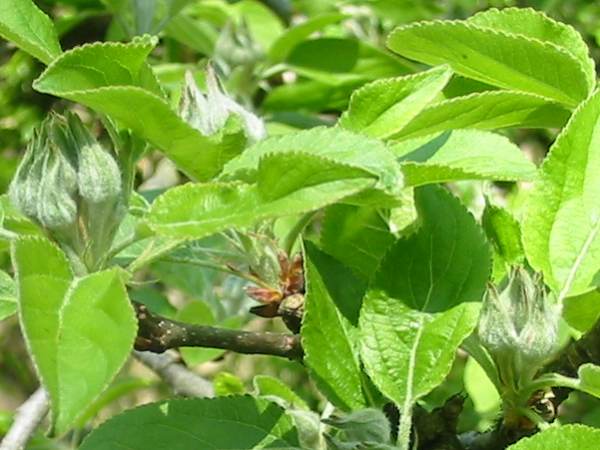 Howardian Local Nature Reserve Orchard Apple fruit