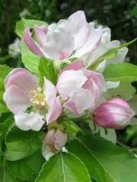 Orchard Apple fruit