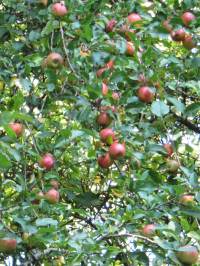 Orchard Apple winter