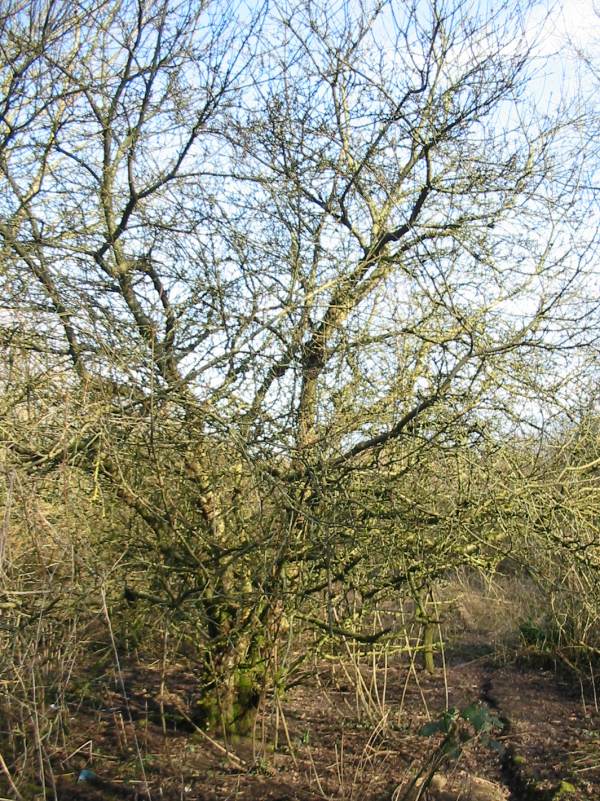 Howardian Local Nature Reserve Orchard Apple winter