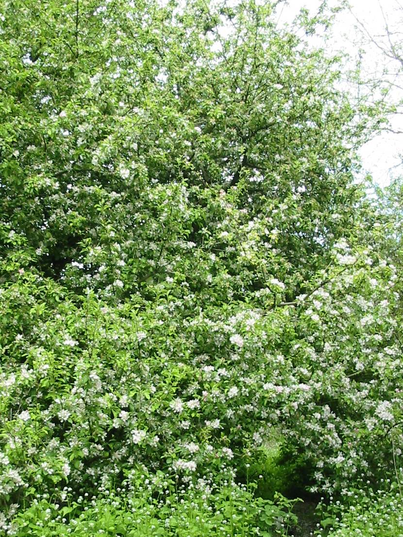 Howardian Local Nature Reserve Orchard  Apple