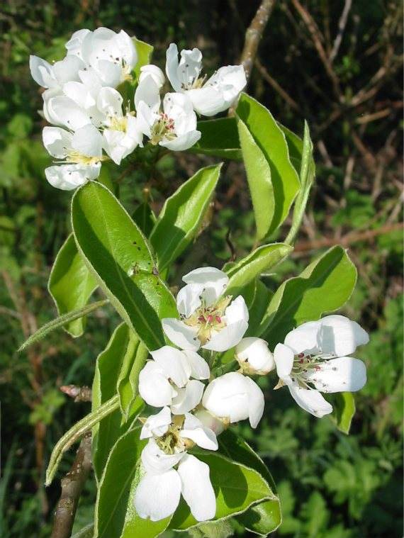 Howardian Local Nature Reserve Pear flower