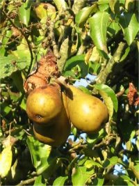 Pear
  Fruit
