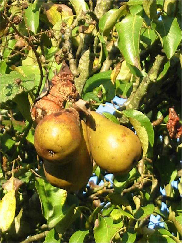 Howardian Local Nature Reserve Pear