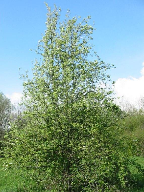 Howardian Local Nature Reserve Pear
