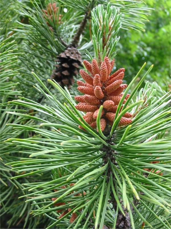 Howardian Local Nature Reserve Pitch Pine flower