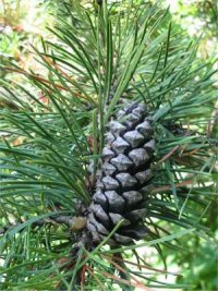 Pitch Pine
  Fruit