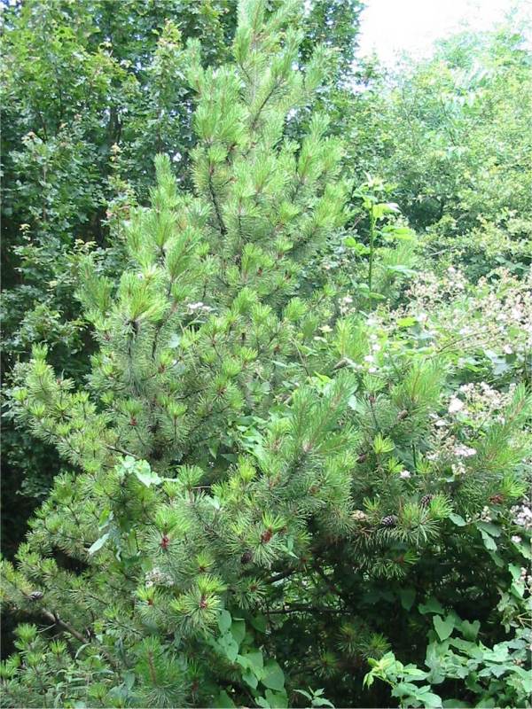 Howardian Local Nature Reserve Pitch Pine