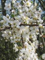 Cherry/Myrobalan Plum
  Flower