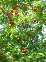 Cherry/Myrobalan Plum
  Fruit