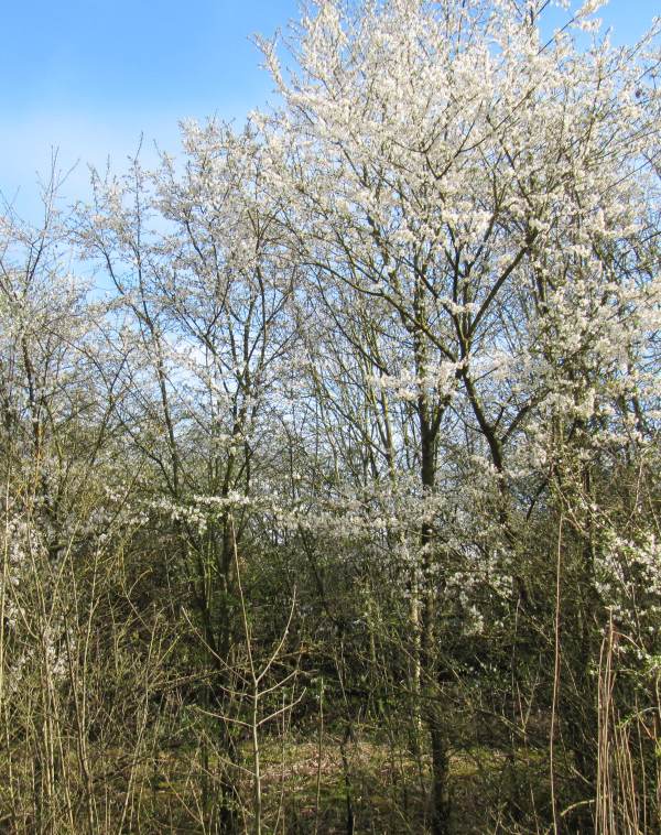 Howardian Local Nature Reserve Cherry/Myrobalan Plum