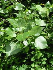 Poplar
  leaf