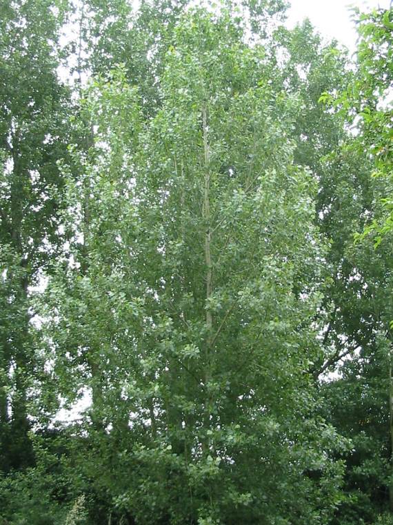 Howardian Local Nature Reserve Poplar