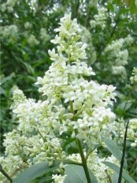 Privet
  Flower