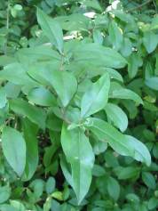 Privet
  leaf