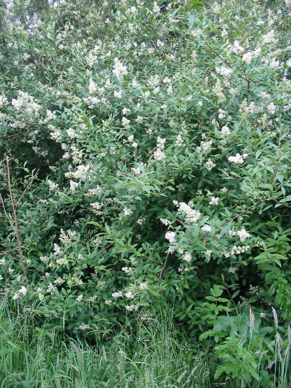 Howardian Local Nature Reserve Privet