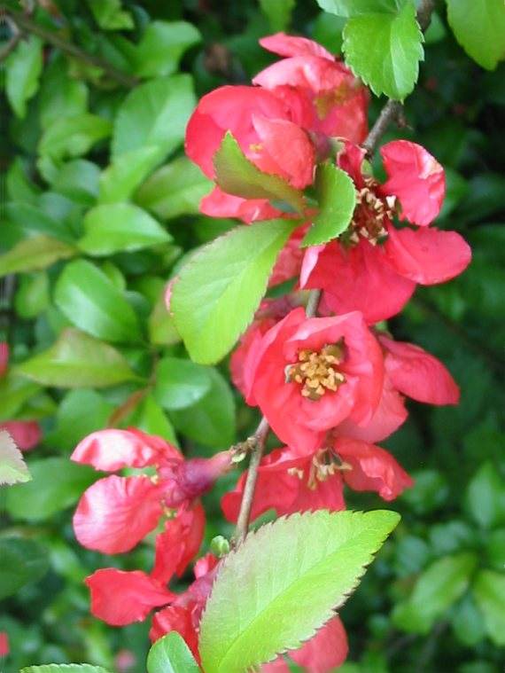 Howardian Local Nature Reserve Quince flower