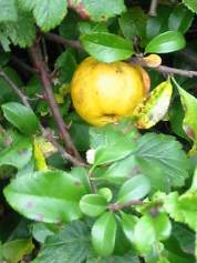 Maule's/Japanese Quince
  Fruit