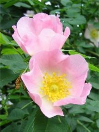 Dog Rose
  Flower