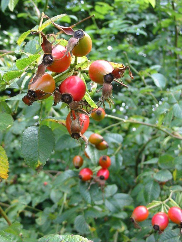 Howardian Local Nature Reserve Dog Rose fruit
