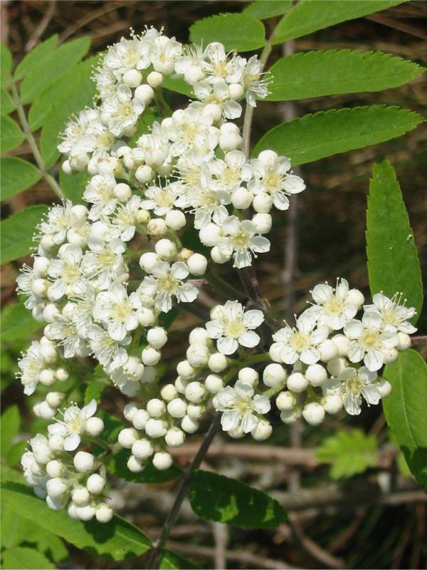 Howardian Local Nature Reserve Rowan, Mountain Ash flower