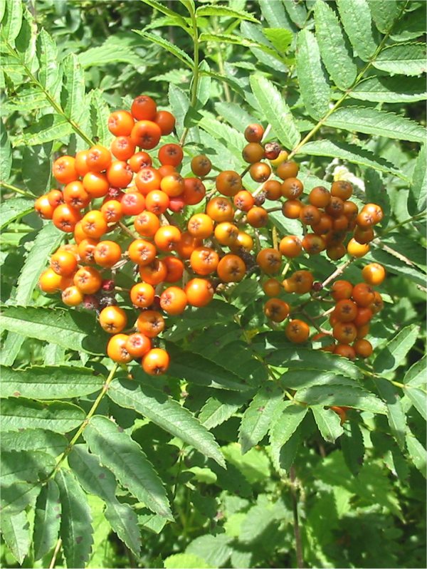 Howardian Local Nature Reserve Rowan, Mountain Ash fruit
