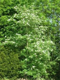 Rowan
  Mountain Ash