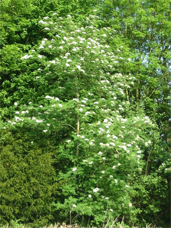 Howardian Local Nature Reserve Rowan, Mountain Ash