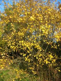 Goat Willow 
  Sallow 
  Autumn colour