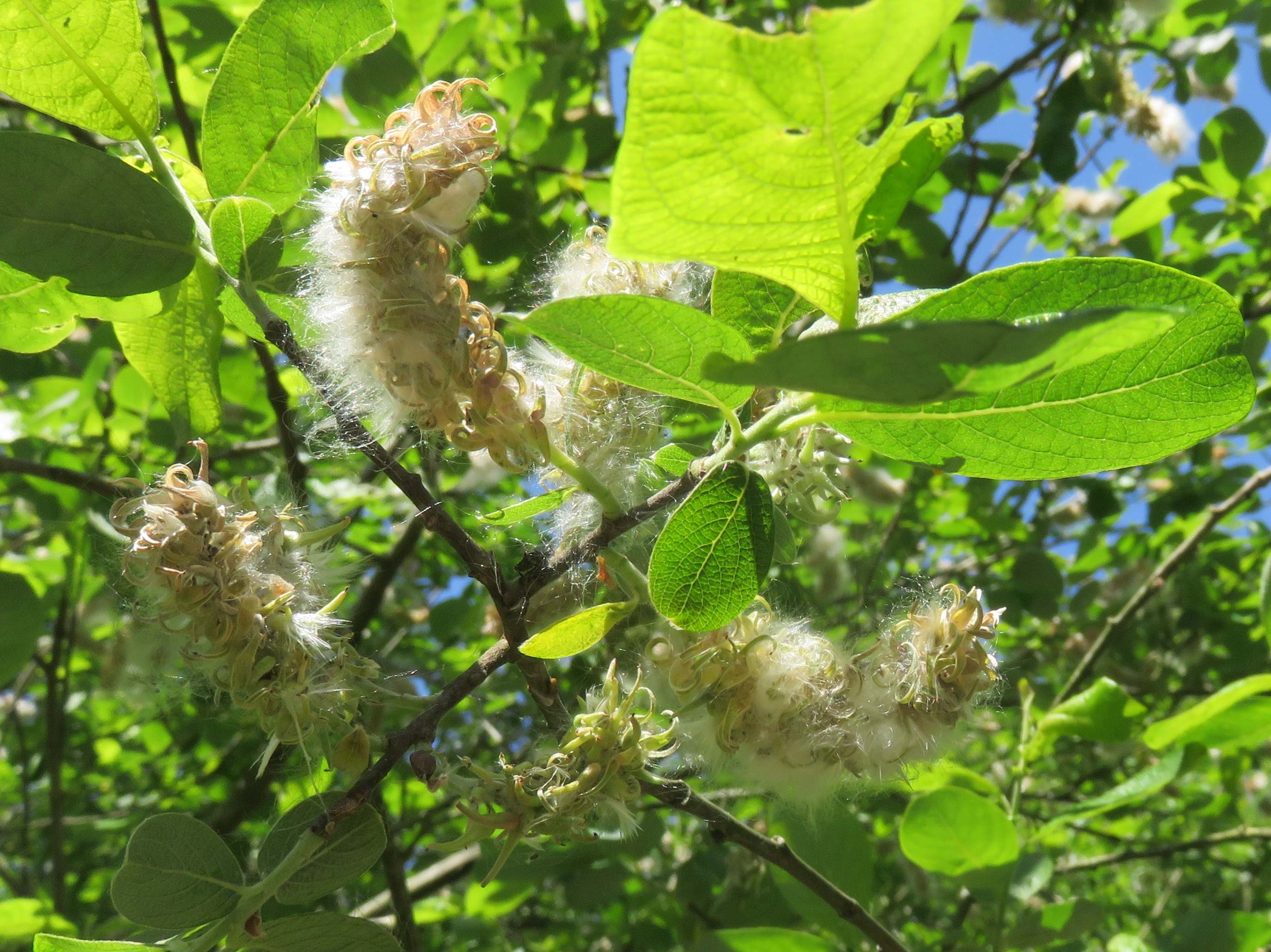 Howardian Local Nature Reserve Sallow catkins