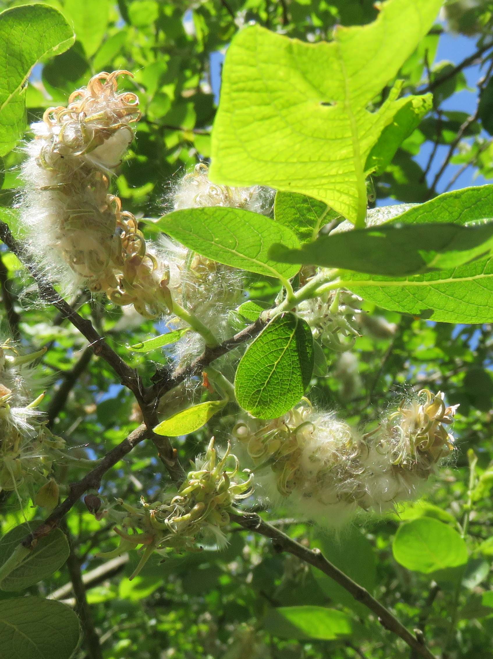 Goat Willow 
  Sallow 
  catkin