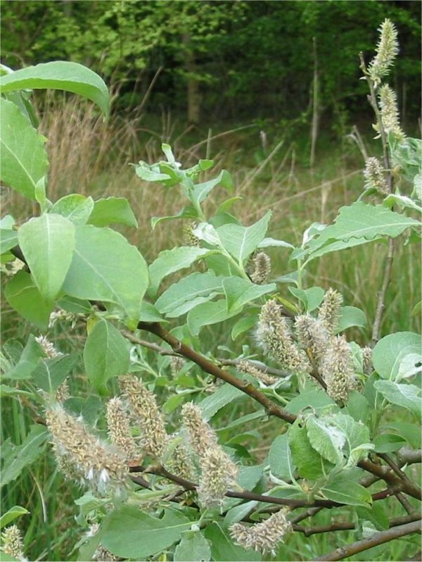 Howardian Local Nature Reserve Sallow catkins