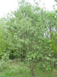 Goat Willow 
   Sallow