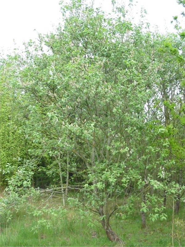 Howardian Local Nature Reserve Sallow