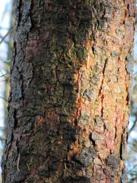 Scots Pine bark