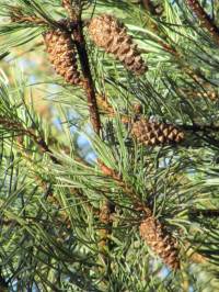 Scots Pine cone