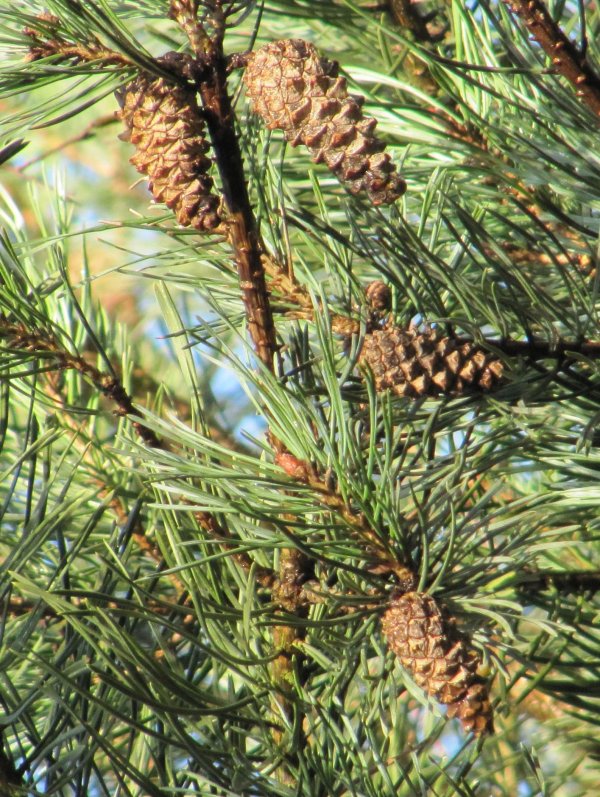 Howardian Local Nature Reserve Scots Pine cone