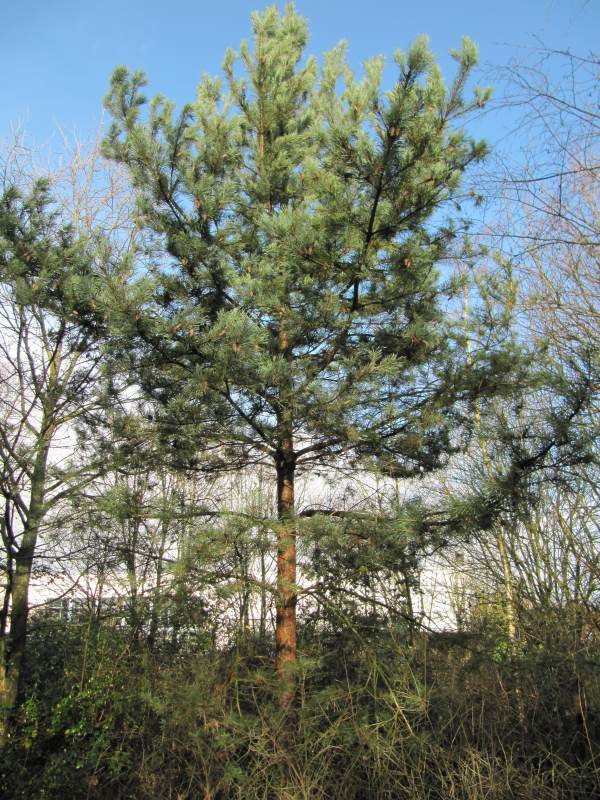 Howardian Local Nature Reserve Scots Pine