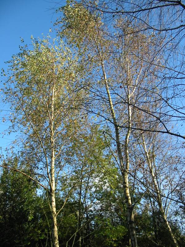 Howardian Local Nature Reserve Silver Birch